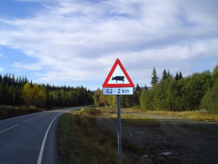 Varning för kor